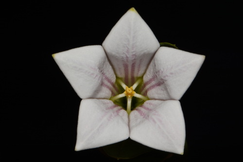 Image of Spigelia alabamensis by (c) Brian Finzel, some rights reserved (CC BY-SA)