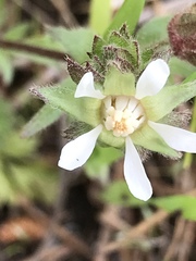 Horkelia cuneata