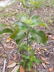 Asclepias tomentosa
