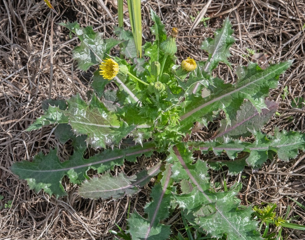 prickly sowthistle from Scrub Oak Preserve, 1495 McGregor Rd, DeLand ...