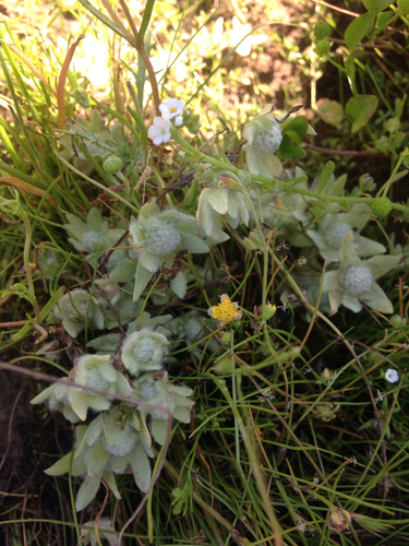iNaturalist observation photo of low woolly marbles