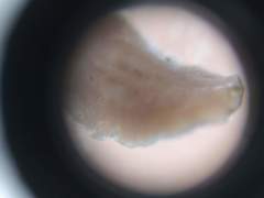 Maricola