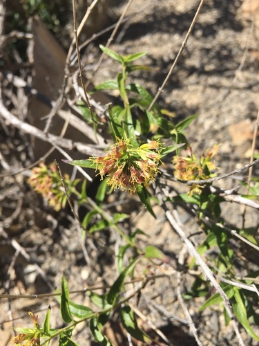 Image of Koanophyllon solidaginifolium by (c) Oscar C. González Martínez, some rights reserved (CC BY-SA)