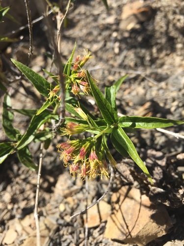 Image of Koanophyllon solidaginifolium by (c) Oscar C. González Martínez, some rights reserved (CC BY-SA)