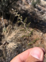Myriopteris wootonii