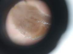 Maricola