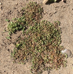 Polycarpon depressum