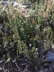 Myriopteris wootonii