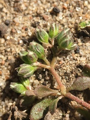 Polycarpon depressum