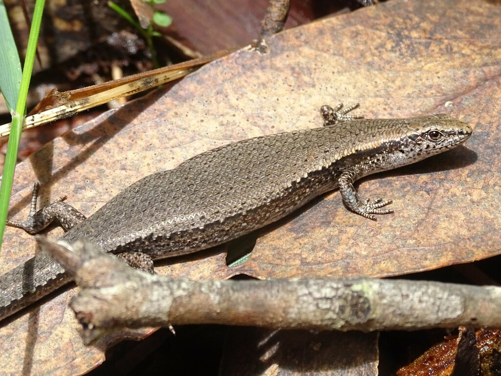 Southern Forest Coolskink (Carinascincus coventryi)
