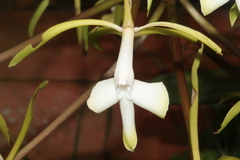 Epidendrum leucochilum