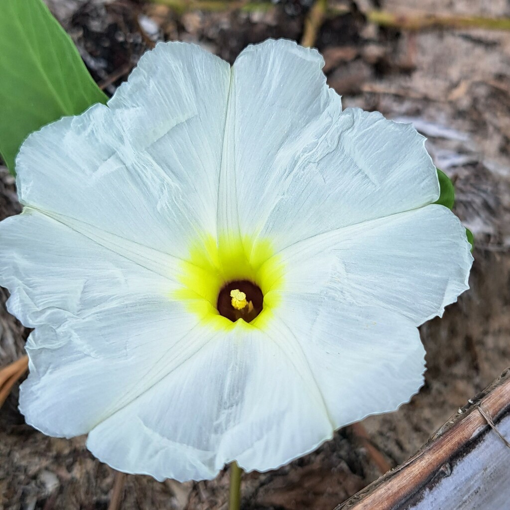 Rau muống biển tím – Ipomoea imperati