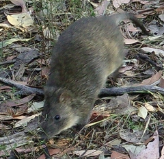 Long-Nosed Potoroo photo 5