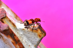 Enoclerus ichneumoneus