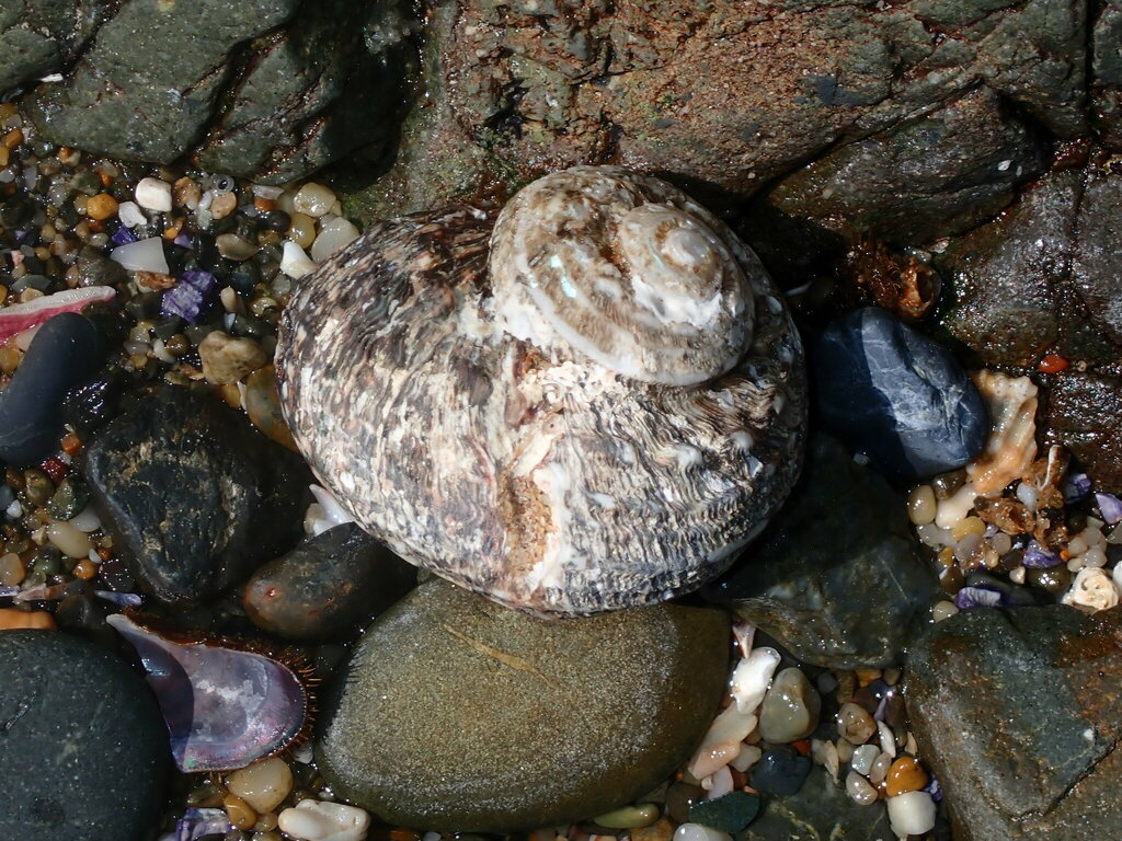 Rough turban shell from Sandy Beach NSW 2456, Australia on December 27 ...