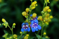 Penstemon azureus