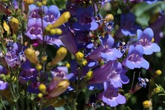 Penstemon azureus