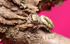 Pelegrina pervaga