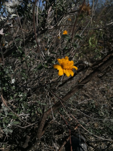 Image of Jefea brevifolia by (c) Oscar C. González Martínez, some rights reserved (CC BY-SA)