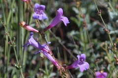 Penstemon laetus