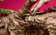 Pelegrina pervaga