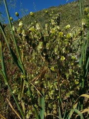 Emmenanthe penduliflora penduliflora