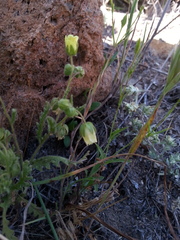Emmenanthe penduliflora penduliflora