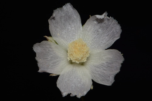 Image of Callirhoe alcaeoides by (c) Brian Finzel, some rights reserved (CC BY-SA)