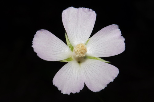 Image of Callirhoe alcaeoides by (c) Brian Finzel, some rights reserved (CC BY-SA)