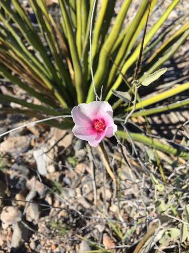 Paleface (Hibiscus denudatus)