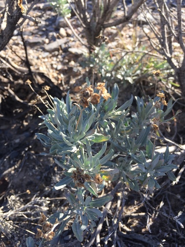 Image of Parthenium argentatum by (c) Oscar C. González Martínez, some rights reserved (CC BY-SA)