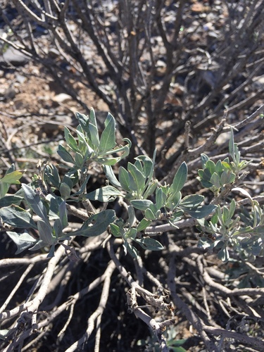 Image of Parthenium argentatum by (c) Oscar C. González Martínez, some rights reserved (CC BY-SA)