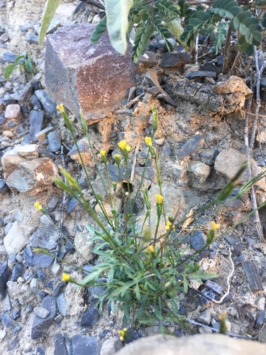 Image of Bidens leptocephala by (c) Oscar C. González Martínez, some rights reserved (CC BY-SA)