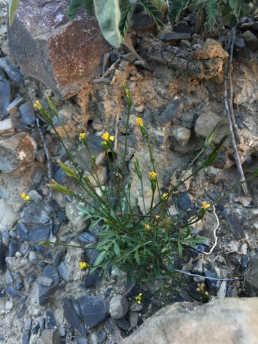 Image of Bidens leptocephala by (c) Oscar C. González Martínez, some rights reserved (CC BY-SA)