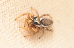 Pelegrina pervaga