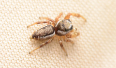 Pelegrina pervaga