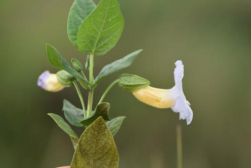 Thunbergia natalensis image