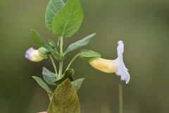 Thunbergia natalensis image