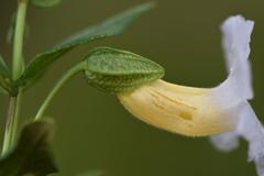 Thunbergia natalensis image