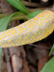 Puccinia mariae-wilsoniae