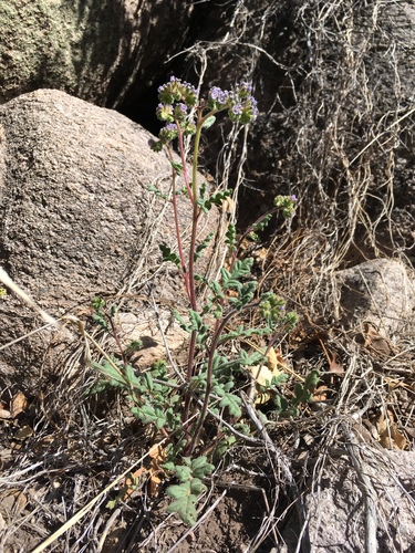 Skyblue phacelia (Phacelia coerulea)