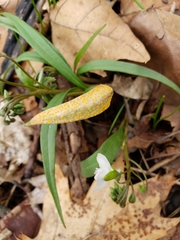 Puccinia mariae-wilsoniae