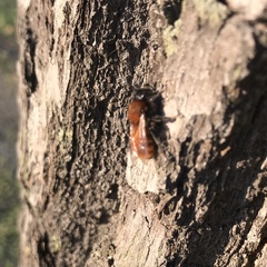 Andrena fulva