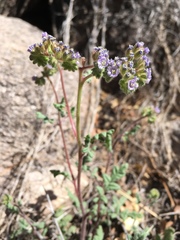 Phacelia coerulea