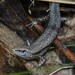 Pale-flecked Garden Sunskink - Photo (c) Guillaume Thomas Doerig, some rights reserved (CC BY-NC), uploaded by Guillaume Thomas Doerig