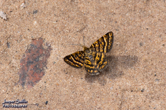 Epelis truncataria