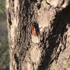 Andrena fulva