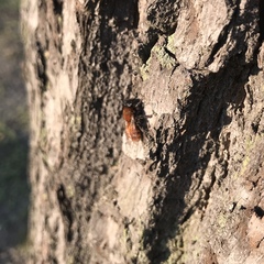 Andrena fulva