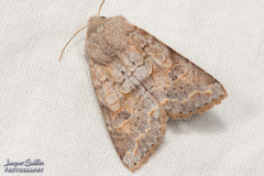 Orthosia revicta