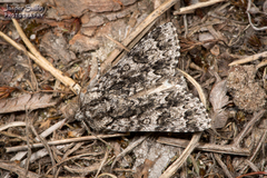 Acronicta impressa